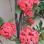 Ixora javanica Cvet