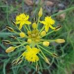 Bulbine abyssinica 花