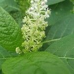 Phytolacca esculenta Квітка