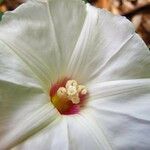Merremia dissecta Virág