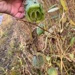 Echinocystis lobata Fruit