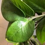 Zamioculcas zamiifolia Blatt