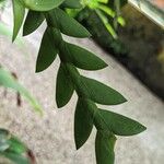Dendrobium terminale Leaf