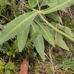 Knautia arvensis Leaf