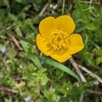 Ranunculus macrophyllus Квітка