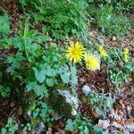 Doronicum columnae Otro