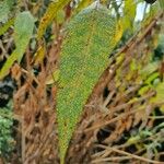 Buddleja globosa पत्ता