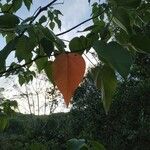 Croton urucurana Blad