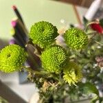 Chrysanthemum indicum Flower