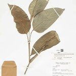 Ischnosiphon puberulus Hoja