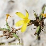 Lactuca acanthifolia Other