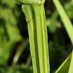 Sisyrinchium striatum Écorce