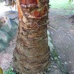 Livistona australis Ekosanga