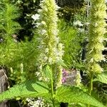 Agastache rugosa Fula