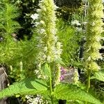 Agastache rugosa Flower