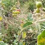 Solanum tettense Fruit