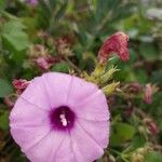 Ipomoea cordatotriloba Flower