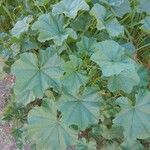 Malva parviflora برگ