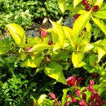 Weigela florida Blad