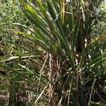 Bromelia karatas Агульны выгляд