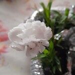 Dianthus caryophyllus Floare