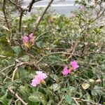 Lagerstroemia speciosaফুল