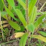 Myosotis discolor Folla