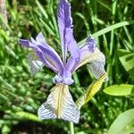 Iris missouriensis Çiçek