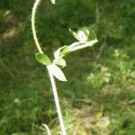 Hymenocarpos circinnatus Hábito