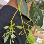 Eucalyptus polyanthemos Лист