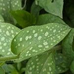 Pulmonaria officinalis Hoja