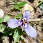 Herbertia lahue Blomst