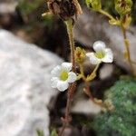 Saxifraga caesia Fula