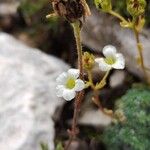 Saxifraga caesia花