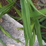 Hemerocallis dumortieri List