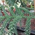 Araucaria laubenfelsii पत्ता