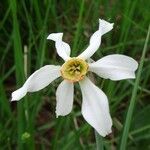Narcissus poeticus Fula