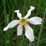 Narcissus poeticus Fleur