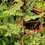 Mimosa aculeaticarpa Hoja
