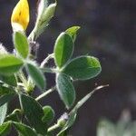 Cytisus villosus Ліст