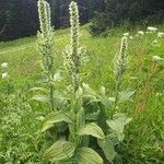 Veratrum album 形態