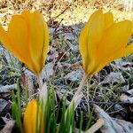 Crocus flavus Blüte