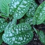 Pulmonaria saccharata Лист