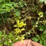 Rhamphospermum nigrum ফুল