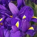 Iris latifolia 花