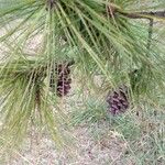 Pinus echinata موطن