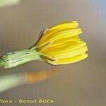 Launaea lanifera Цветок