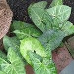 Syngonium podophyllum Blad