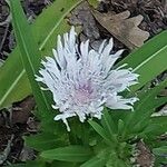 Stokesia laevis 花