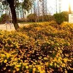 Euryops chrysanthemoides Habitat